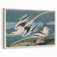 Tropic Bird Realism Art Print - John James Audubon Bird Illustration, 1827