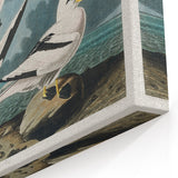 Tropic Bird Realism Art Print - John James Audubon Bird Illustration, 1827