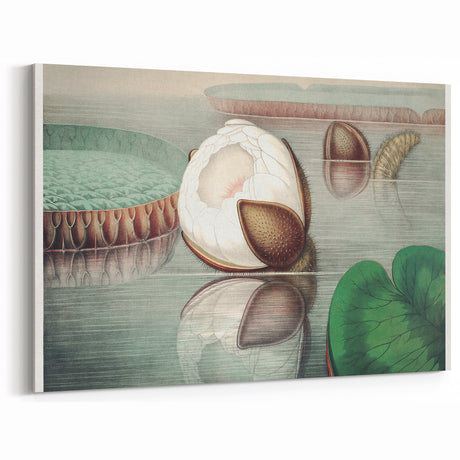 Victoria Regia Water Lily Realism Art Print - Classical Realism Canvas Decor
