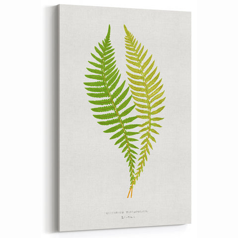 Polypodium Fern Realism Art Print - Edward Lowe Botanical Wall Decor