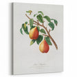 Realism Art Print - Wild European Pear by Giorgio Gallesio Canvas Art