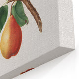 Realism Art Print - Wild European Pear by Giorgio Gallesio Canvas Art