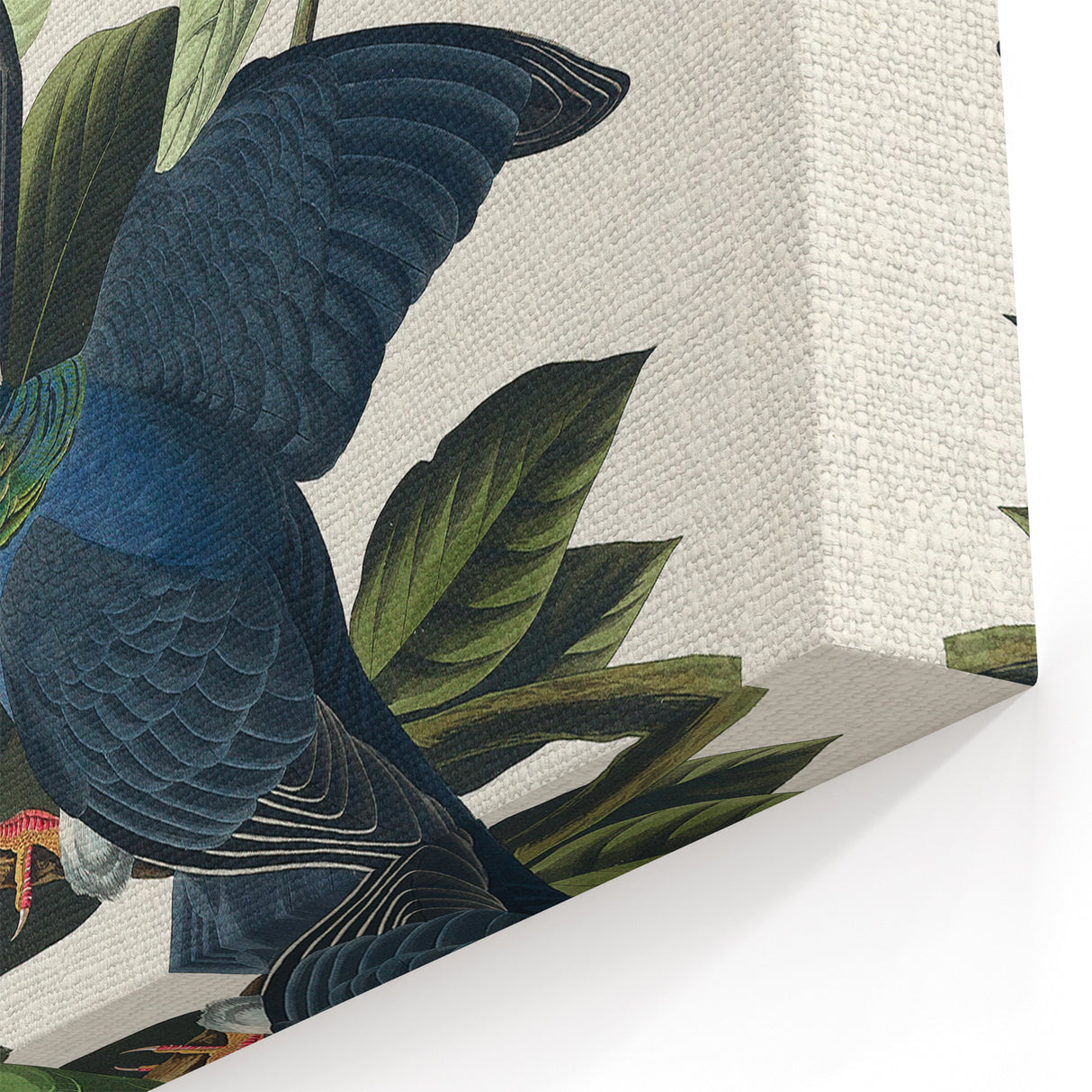 White-crowned Pigeon Art Print - Audubon Birds of America Botanical Decor