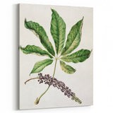 Antique Botanical Plant Print - Sarah Featon Realism Nature Art Decor