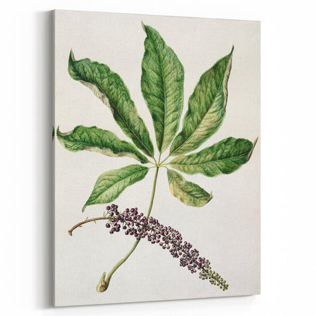 Antique Botanical Plant Print - Sarah Featon Realism Nature Art Decor