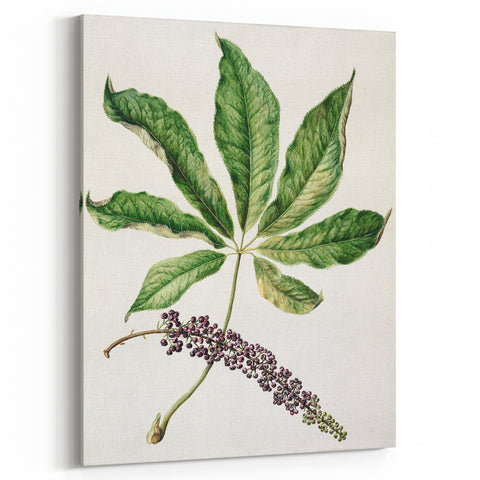 Antique Botanical Plant Print - Sarah Featon Realism Nature Art Decor