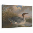 Goosander Dun Diver Art Print - Robert Wilkinson Padley Realism Bird Decor
