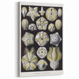 Modern Wall Art - Blastoidea by Ernst Haeckel - Vintage Botanical Print