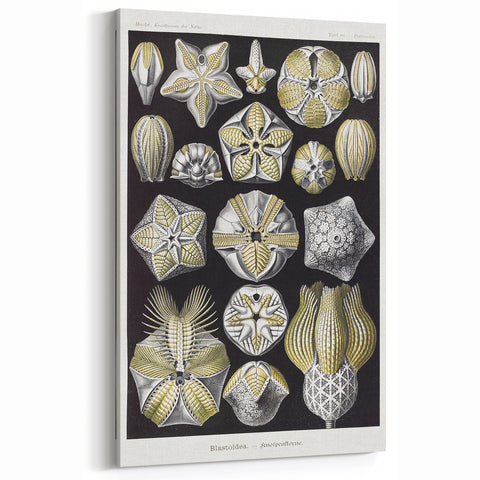 Modern Wall Art - Blastoidea by Ernst Haeckel - Vintage Botanical Print