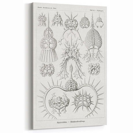 Modern Wall Art Print - Spyroidea by Ernst Haeckel - Scientific Art Decor