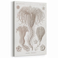 Modern Wall Art: Ernst Haeckel’s Intricate Crinoidea Illustration