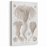 Modern Wall Art: Ernst Haeckel’s Intricate Crinoidea Illustration