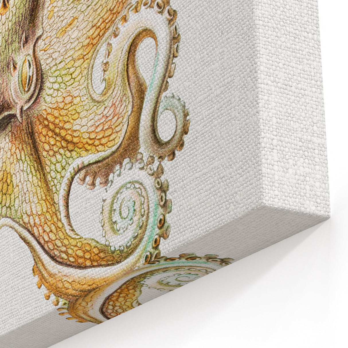 Vintage Octopus Illustration - Modern Wall Art with Marine Life Charm