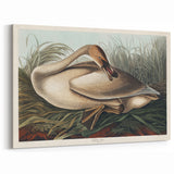 Realism Art Print of Trumpeter Swan - Elegant Nature Illustration