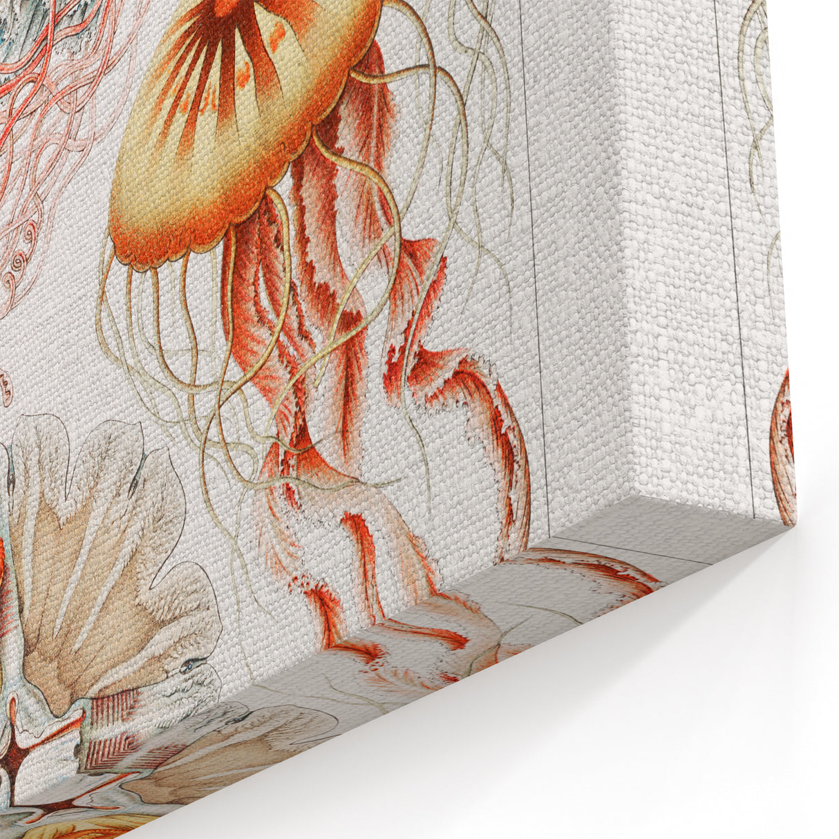 Intricate Jellyfish Modern Wall Art - Abstract Marine Art by Ernst Haeckel
