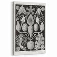 Amphoridea Urnensterne - Intricate Black and White Art Print by Ernst Haeckel