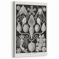 Amphoridea Urnensterne - Intricate Black and White Art Print by Ernst Haeckel