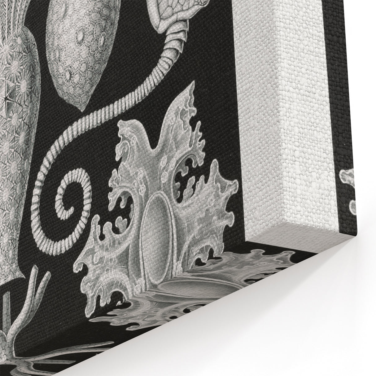 Amphoridea Urnensterne - Intricate Black and White Art Print by Ernst Haeckel