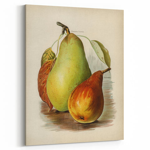Realism Art Print of Vintage Pear Illustration - Classic Fruit Study