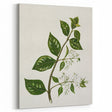 Realism Art Prints - Antique Botanical Plant Realistic Wall Art Canvas
