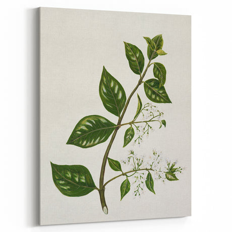 Realism Art Prints - Antique Botanical Plant Realistic Wall Art Canvas