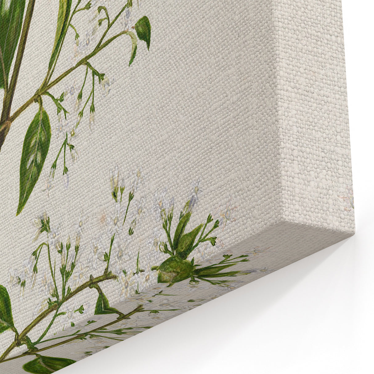 Realism Art Prints - Antique Botanical Plant Realistic Wall Art Canvas
