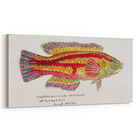 Realism Art Prints - Antique Fish Illustration by Fe. Clarke Vibrant Marine Art