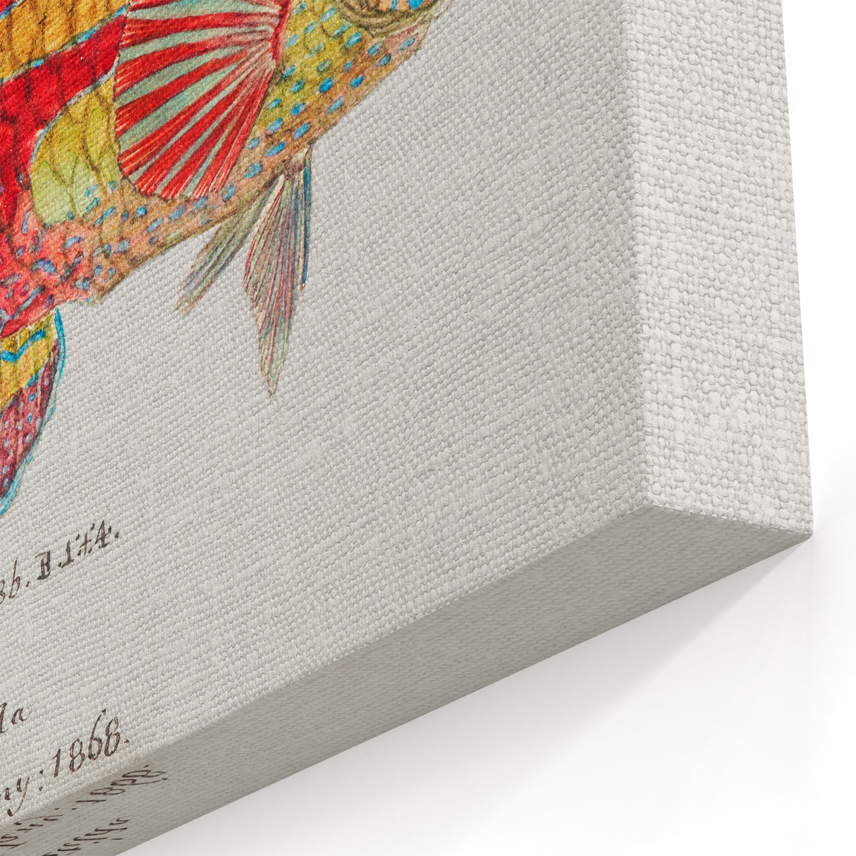 Realism Art Prints - Antique Fish Illustration by Fe. Clarke Vibrant Marine Art