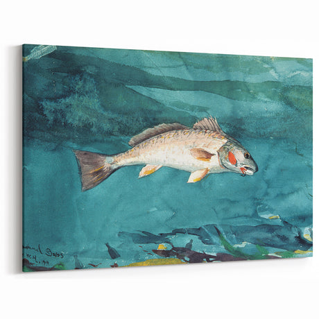 Realism Art Prints - Channel Bass by Winslow Homer Underwater Fish Art