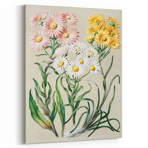 Realism Art Prints - Classical Realism Floral Art on Canvas and Acrylic