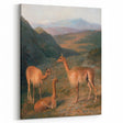 Realism Art Prints - Peaceful Vicuñas in Mountain Landscape on Canvas