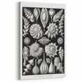 Scientific Nature Wall Art - Intricate Marine Microorganism Illustration