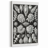 Scientific Nature Wall Art - Intricate Marine Microorganism Illustration