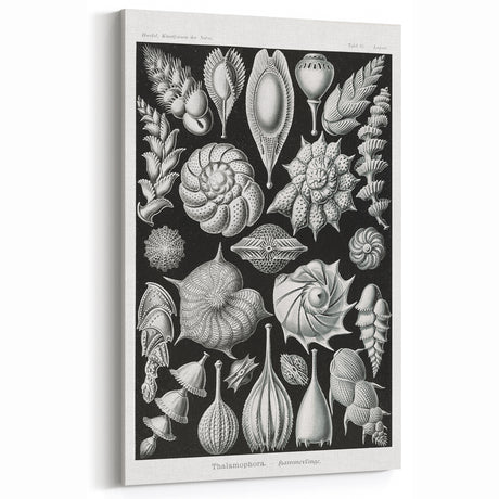 Scientific Nature Wall Art - Intricate Marine Microorganism Illustration