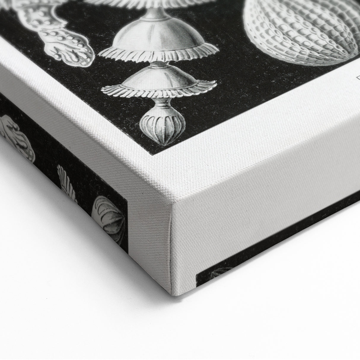 Scientific Nature Wall Art - Intricate Marine Microorganism Illustration