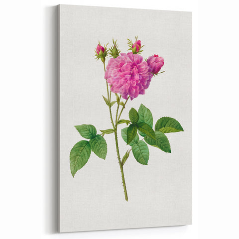 Neoclassical Agatha Rose Print - Classic Botanical Art by Redouté