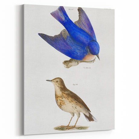 Vintage Realism Art Print of Bluebird and Titlark Birds Illustration