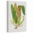 Fine Art Realism - Asplenium Vulgare Botanical Wall Art Print