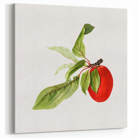 Detailed Art Realism - Vintage Plum Botanical Wall Art Print