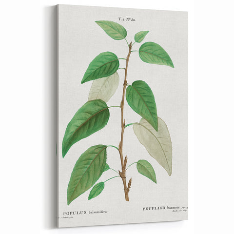 Neoclassical Balsam Poplar Print - Botanical Art from French Illustration