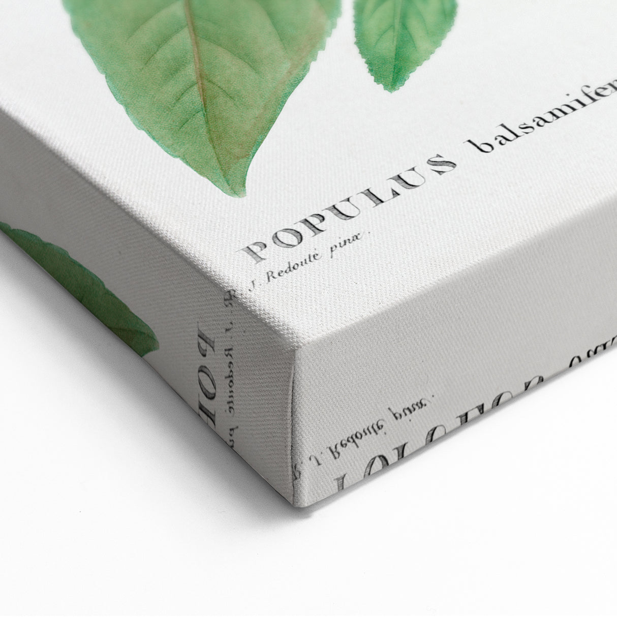 Neoclassical Balsam Poplar Print - Botanical Art from French Illustration