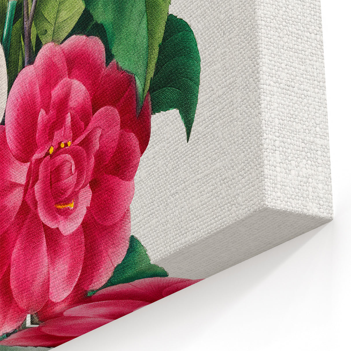 Neoclassical Camellia Narcissus Pansy Print - Floral Art by Redouté
