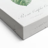 Neoclassical Cabbage Rose Print - Botanical Art by Redouté