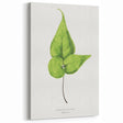 Detailed Realism Art Print - Adiantum Wilsoni Fern Botanical Illustration