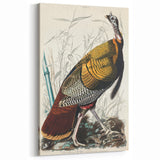 Detailed Wild Turkey Realism Art Print - Classical Realism Canvas Decor