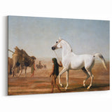 The Wellesley Grey Arabian Realism Art Print - Elegant Desert Canvas