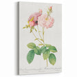 Neoclassical Celsiana Damask Rose Print - Botanical Art by Redouté