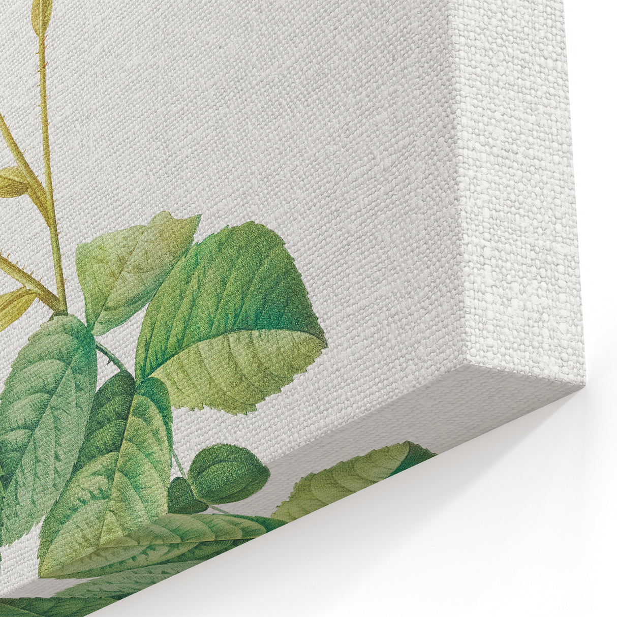 Neoclassical Celsiana Damask Rose Print - Botanical Art by Redouté
