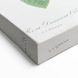 Neoclassical Celsiana Damask Rose Print - Botanical Art by Redouté