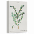 Neoclassical Creeping Willow Print - Botanical Art by Redouté